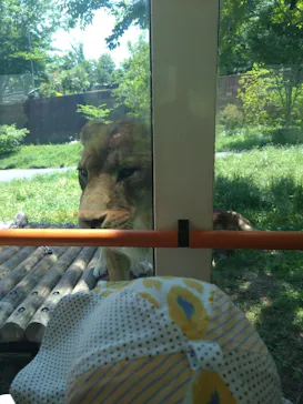 多摩動物公園 ライオンバス乗車券に投稿された画像（2026/5/10）