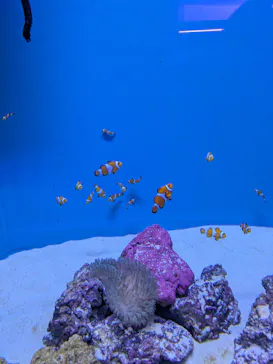 アクアワールド茨城県大洗水族館に投稿された画像（2026/5/10）