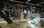 T-REX展～ティラノサウルスの進化～（新潟県立自然科学館）に投稿された画像（2026/5/10）