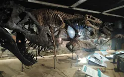 T-REX展～ティラノサウルスの進化～（新潟県立自然科学館）に投稿された画像（2026/5/10）