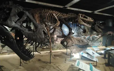 T-REX展～ティラノサウルスの進化～（新潟県立自然科学館）に投稿された画像（2026/5/10）