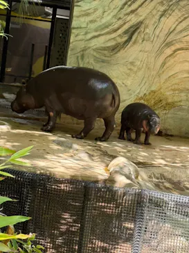 恩賜上野動物園に投稿された画像（2026/5/10）