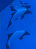 仙台うみの杜水族館に投稿された画像（2026/5/10）
