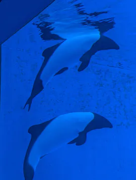 仙台うみの杜水族館に投稿された画像（2026/5/10）