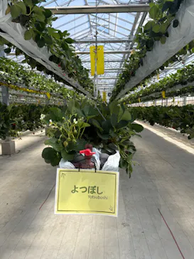the BERRY YOKOHAMAに投稿された画像（2026/5/10）