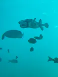 串本海中公園水族館に投稿された画像（2026/5/10）