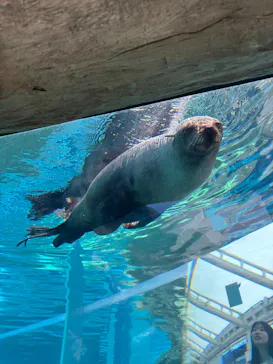 京都水族館に投稿された画像（2026/5/10）