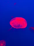 大分マリーンパレス水族館 「うみたまご」に投稿された画像（2026/5/10）