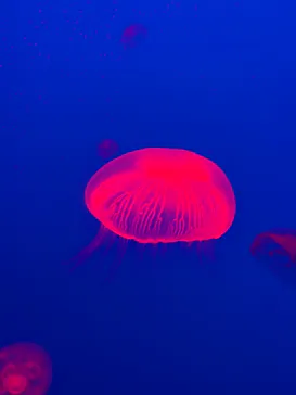 大分マリーンパレス水族館 「うみたまご」に投稿された画像（2026/5/10）