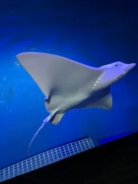大分マリーンパレス水族館 「うみたまご」に投稿された画像（2026/5/10）