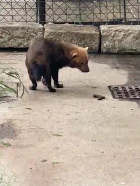 名古屋市東山動植物園に投稿された画像（2026/5/10）