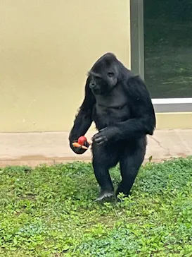 名古屋市東山動植物園に投稿された画像（2026/5/10）