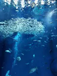 アクアワールド茨城県大洗水族館に投稿された画像（2026/5/10）