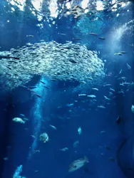 アクアワールド茨城県大洗水族館に投稿された画像（2026/5/10）