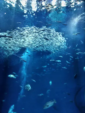 アクアワールド茨城県大洗水族館に投稿された画像（2026/5/10）