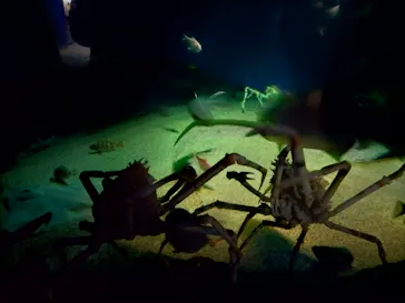 アクアワールド茨城県大洗水族館に投稿された画像（2026/5/10）