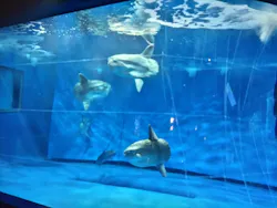 アクアワールド茨城県大洗水族館に投稿された画像（2026/5/10）