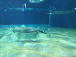 アクアワールド茨城県大洗水族館に投稿された画像（2026/5/10）