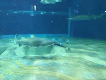 アクアワールド茨城県大洗水族館に投稿された画像（2026/5/10）