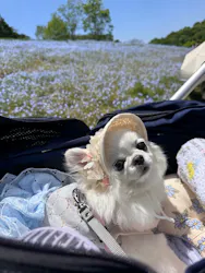 こうべアグリパークネモフィラの丘に投稿された画像（2026/5/10）