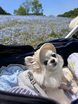こうべアグリパークネモフィラの丘に投稿された画像（2026/5/10）