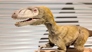 T-REX展～ティラノサウルスの進化～（新潟県立自然科学館）に投稿された画像（2026/5/10）