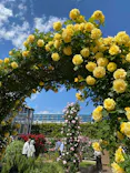 京成バラ園に投稿された画像（2026/5/10）