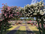 京成バラ園に投稿された画像（2026/5/10）
