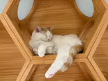 Cat Café MOFF 静岡PARCO店に投稿された画像（2026/5/10）