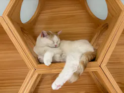 Cat Café MOFF 静岡PARCO店に投稿された画像（2026/5/10）