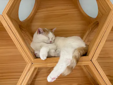 Cat Café MOFF 静岡PARCO店に投稿された画像（2026/5/10）
