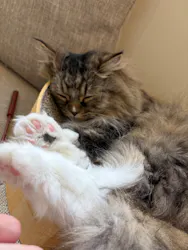 Cat Café MOFF 静岡PARCO店に投稿された画像（2026/5/10）