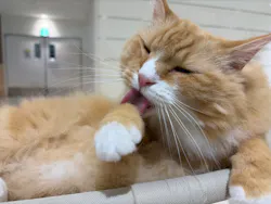 Cat Café MOFF 静岡PARCO店に投稿された画像（2026/5/10）