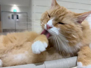 Cat Café MOFF 静岡PARCO店に投稿された画像（2026/5/10）