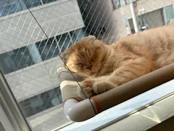 Cat Café MOFF 静岡PARCO店に投稿された画像（2026/5/10）