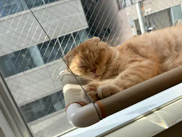 Cat Café MOFF 静岡PARCO店に投稿された画像（2026/5/10）