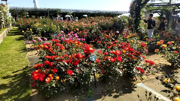 万博記念公園に投稿された画像（2026/5/10）
