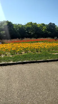 万博記念公園に投稿された画像（2026/5/10）