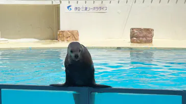 伊豆・三津シーパラダイスに投稿された画像（2026/5/10）