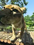 多摩動物公園 ライオンバス乗車券に投稿された画像（2026/5/10）