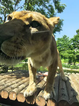 多摩動物公園 ライオンバス乗車券に投稿された画像（2026/5/10）