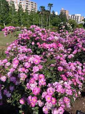 新宿御苑に投稿された画像（2026/5/10）