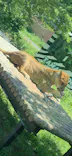 多摩動物公園 ライオンバス乗車券に投稿された画像（2026/5/10）