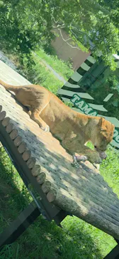 多摩動物公園 ライオンバス乗車券に投稿された画像（2026/5/10）
