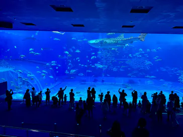 沖縄美ら海水族館×JUNGLIA OKINAWA（ジャングリア沖縄）に投稿された画像（2026/5/10）