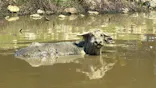 秋吉台自然動物公園 サファリランドに投稿された画像（2026/5/11）