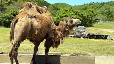 秋吉台自然動物公園 サファリランドに投稿された画像（2026/5/10）