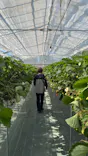 farmいちごろに投稿された画像（2026/5/11）