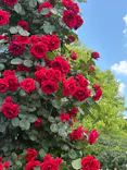 京成バラ園に投稿された画像（2026/5/11）