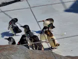 葛西臨海水族園に投稿された画像（2026/5/11）